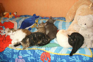 Chats sur le lit